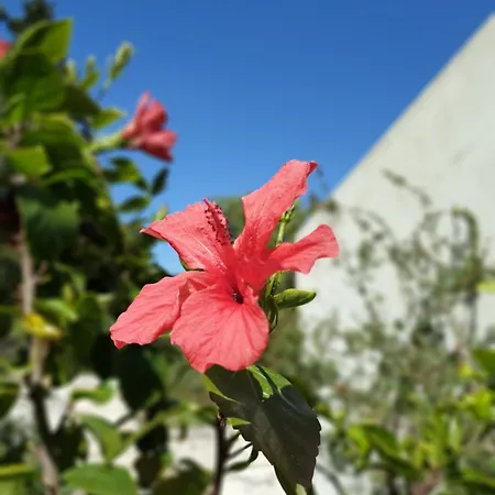 Villa Ktima Bird Paradise
